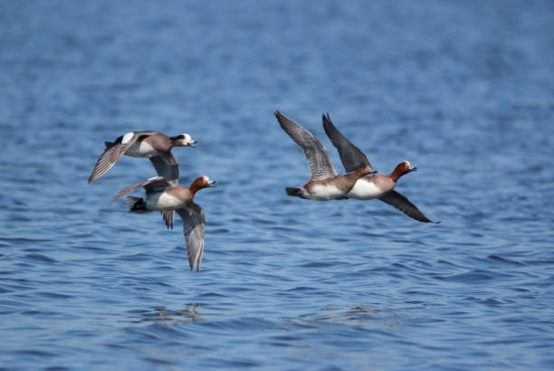 istock Eurasian Wigeons flying over blue water 2007534447
