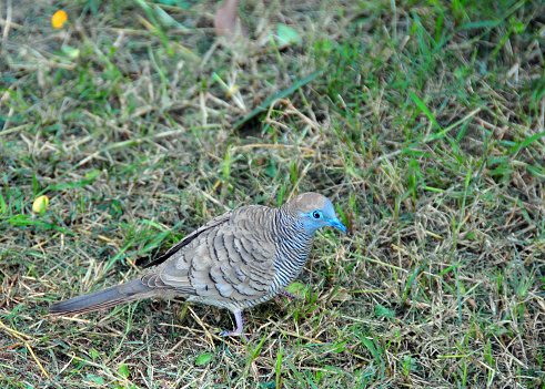 Grand Baie, Rivière du Rempart District, Mauritius: zebra dove (Geopelia striata), known locally as 'petite tourterelle', aka barred ground dove, or barred dove. Thy prefer to forage on bare ground, short grass or on roads.