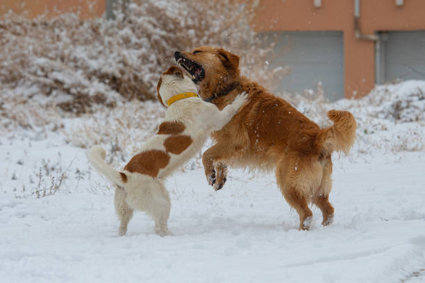 Dogs playing in the snow.