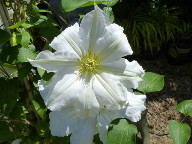 istock a clematoid flower on a tree in the shade 2007544905