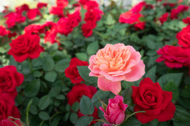 istock Close-up Rose flowers for nature Background. 2007545455