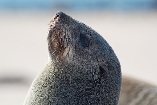 Portrait of seal in Cape Cross Seal reserve. Skeleton, Coast, Namibia, Africa. The biggest world seal colony.
