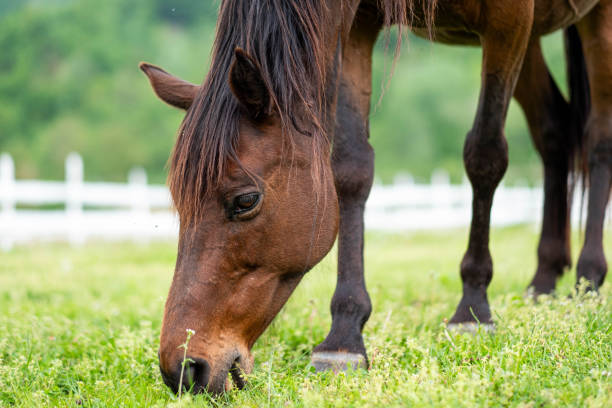 The horse grazes the grass.