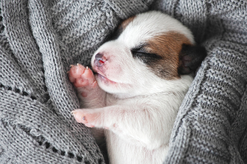 Little dog sleeping under cozy gray blanket. Cut puppy
