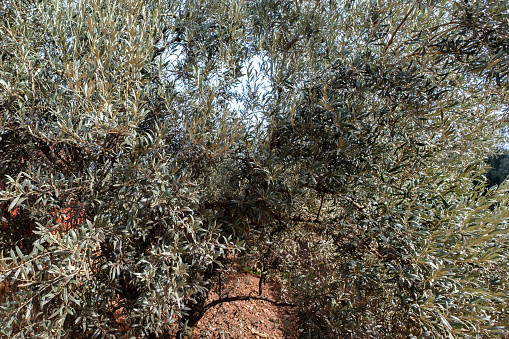 An olive tree in Aydın Karacasu