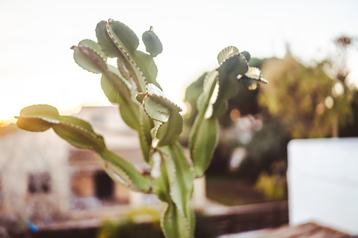 A plant with thorns.