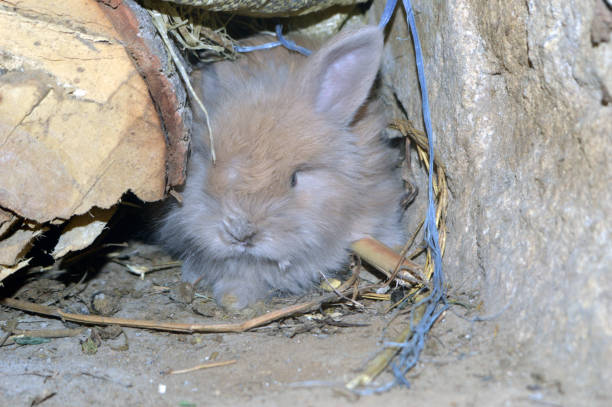 istock A Brown color baby rabbit in its cage 2007593990