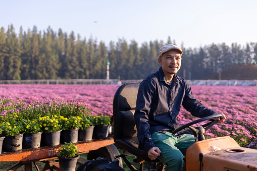 Asian farmer is driving the field tractor in the field of pink chrysanthemum while working in the rural farm for medicinal herb and cut flower industry business