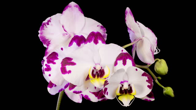 Blooming White - Magenta Orchid Phalaenopsis Flower