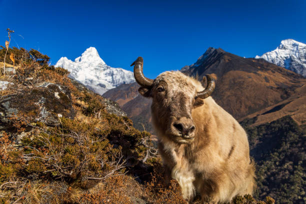 istock Yak on the trail, Mount Ama Dablam on background, Nepal 2007613340