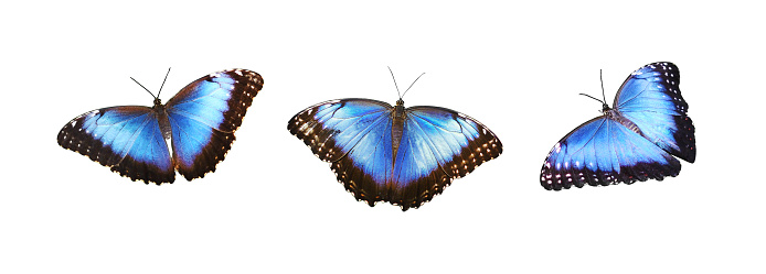 Set of Morpho peleides butterflies isolated on white