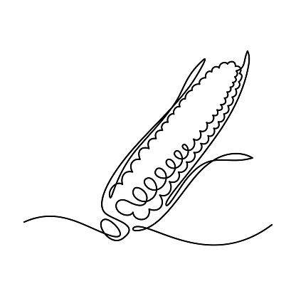 Maize ear in continuous line art drawing style. Corn cob black linear sketch isolated on white background. Vector illustration