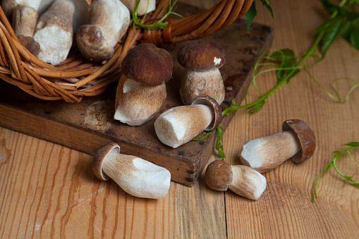 Crop of forest edible mushrooms. Pile of picked wild porcini mushrooms (cep, porcino or king bolete, usually called boletus edulis), wicker basket with mushrooms and green foliage of wild grapes on wooden background at autumn season.