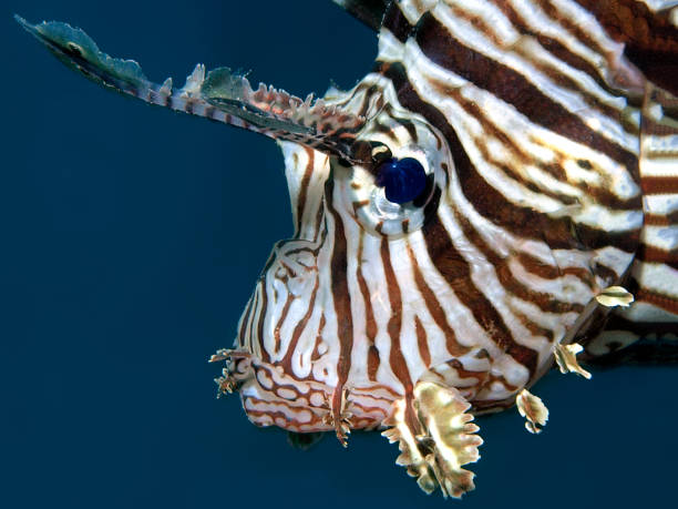 lionfish - photographed against the deep blue water in the red sea, egypt. very close and intense - the detailed fish portrait shows the beauty of this tropical fish up close. pterois volitans (red lionfish) under the water surface. - safaga imagens e fotografias de stock