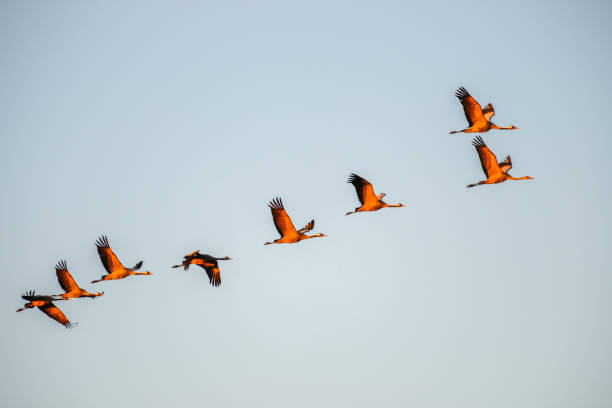 istock Cranes in flight in the light of the setting sun 2007644240