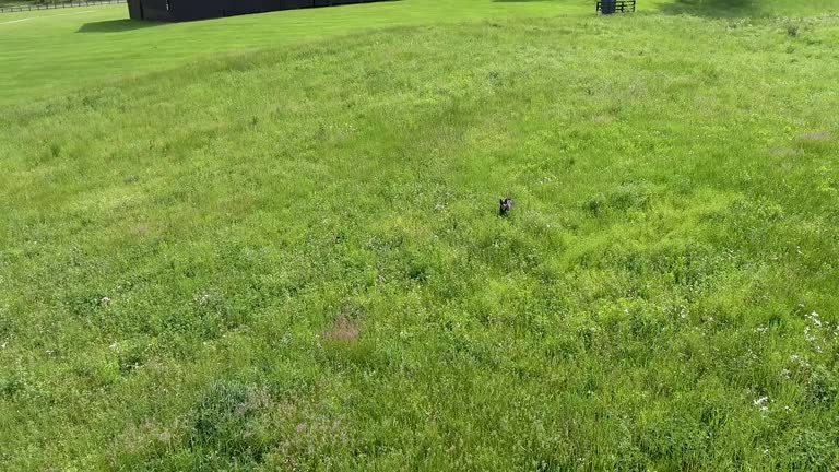 Happy Dog, Running Through Field by Barn on old Farm, Chasing Drone in the Rural South