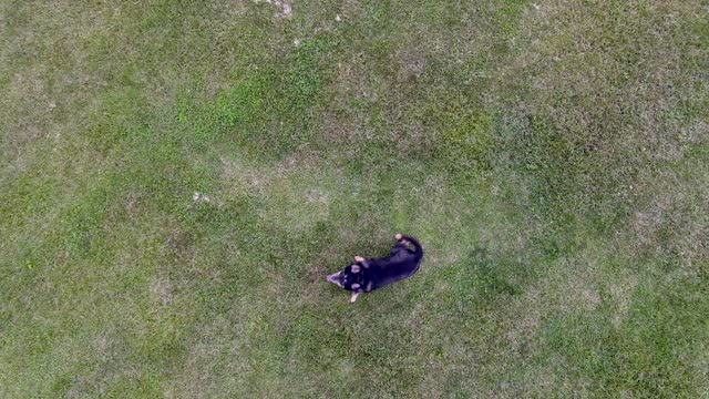 Happy Dog, Running Through Field, Chasing Drone in the Rural South
