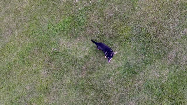 Happy Dog, Running Through Field, Chasing Drone in the Rural South