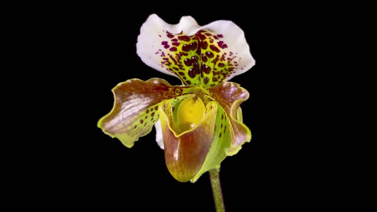 Growth and Blooming White Paphiopedilum Flower