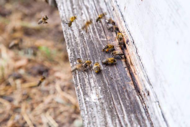 istock Swarming bees at the entrance of white beehive in apiary. 2007651400