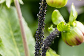 Aphid, black fly, black bean aphid, black fly on the stem and bud of a dahlia