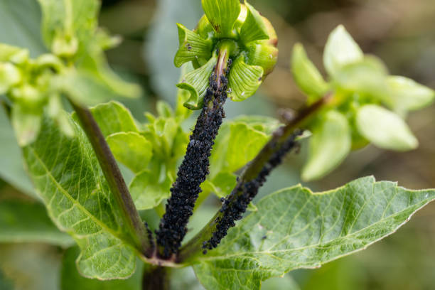 진딧물, 검은 파리, 검은 콩 진딧물, 달리아 줄기와 새싹에 검은 파리 - black bean aphid 뉴스 사진 이미지