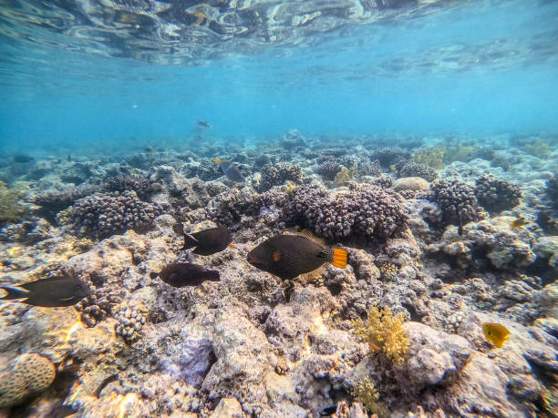 istock Orange-lined triggerfish (Balistapus undulatus) at the Red Sea coral reef. 2007656401