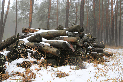 Landscape with pine logs in misty winter forest