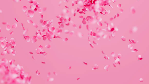 istock Pink Rose Petals Fly Around background. Valentines day concept. 3D render illustration 2007708054