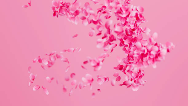 istock Pink Rose Petals Fly Around background. Valentines day concept. 3D render illustration 2007708064