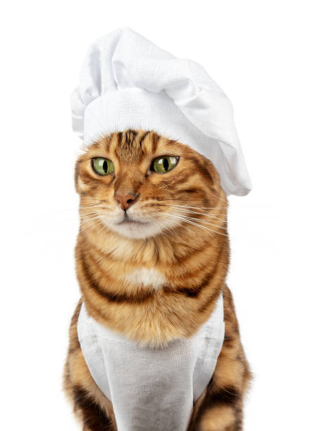 istock Funny cat - a cook in a white cap and apron 2007724043