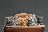 Five Two-weeks-old crossbreed kittens with barely opened eyes sit in fur basket. Pet adoption, animal care.