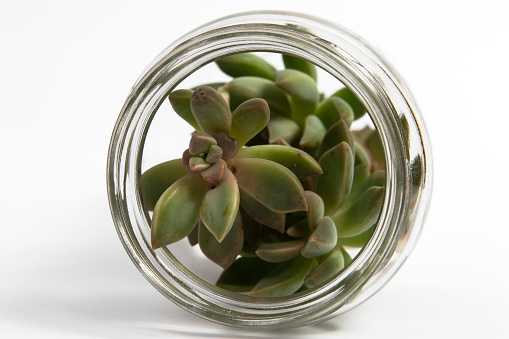 Suculent plant in a glass jar