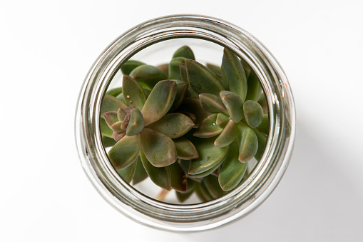 Suculent plant in a glass jar