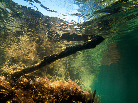 This underwater photography shows an extraordinary underwater world. Photographed in the strait between the islands of Waigeo and Gam in Raja Ampat, West Papua, Indonesia - a unique dive spot with often strong currents. Photographed against the surface of the water, you can see the atmospheric reflections underwater.