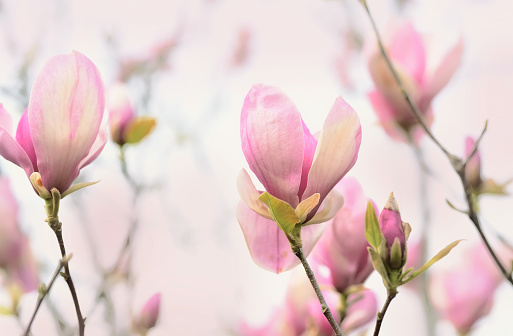 Pink magnolia flowers