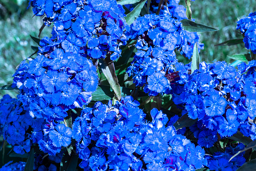 dark blue inflorescences of a clove plant bloom in a flower bed and spread a thick rich aroma, selective focus