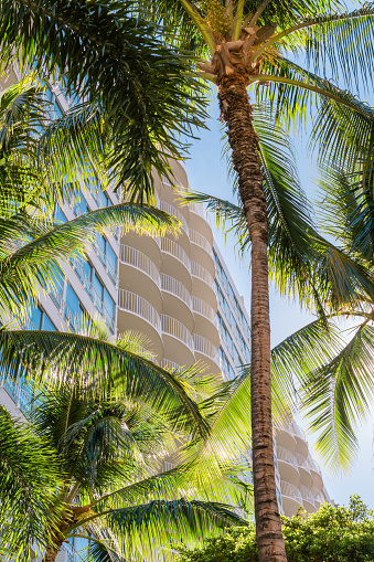 Beautiful tropical scene looking up at modern white building framed by tropical palm trees.