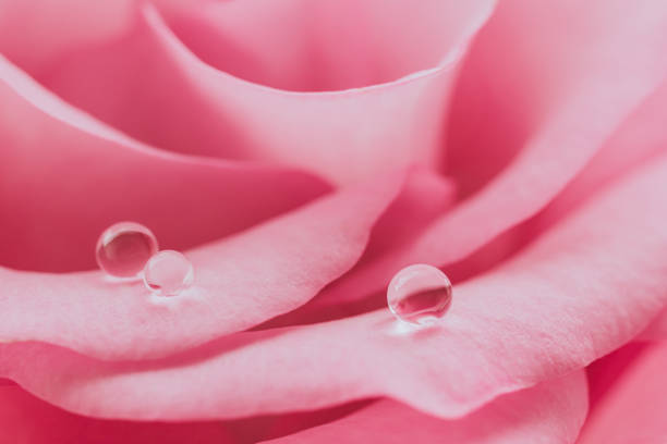 small gift bouquet combined of different fragrant flowers covered with drops of pure water