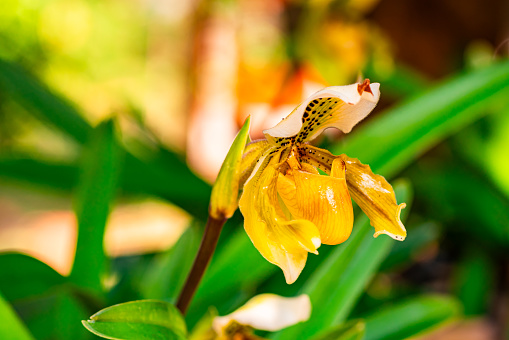 Closeup view of beautiful blooming lady's slipper orchid flower with green leaves in early summer season in Thailand.