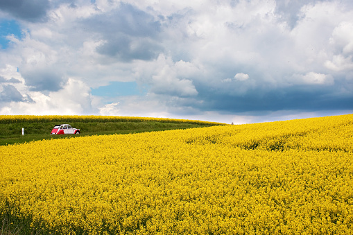 Oldtimer 2CV in Rape fields in bloom on a French country road in Bourgogne