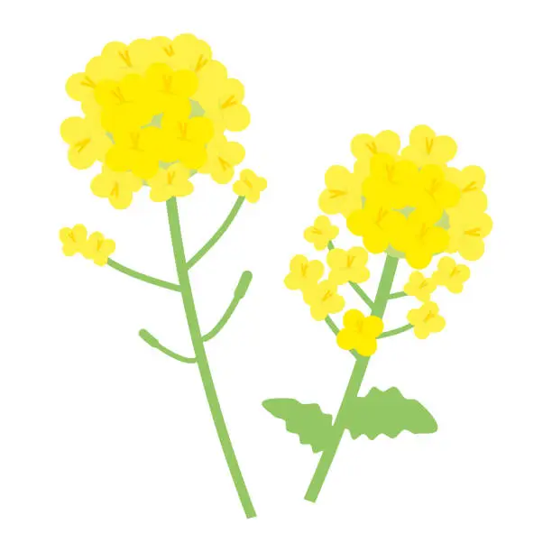 Vector illustration of Simple Illustration of Two Canola Flowers (Flat Design)