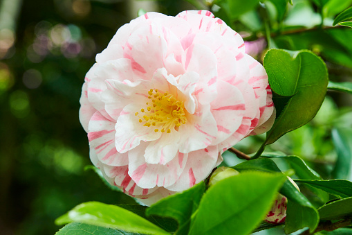 Flower of Camellia Japonica \