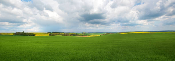 pola z rzepakiem w tle w burgundii, panorama - côte d'or zdjęcia i obrazy z banku zdjęć