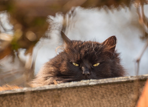 Fluffy domestic cat hiding on the roof