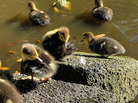 close up Rouen Ducklings in Lake Eola park in Orlando. Florida, USA