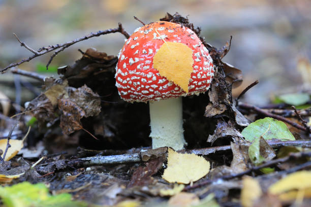 Nice fly agaric mushroom in the autumn forest