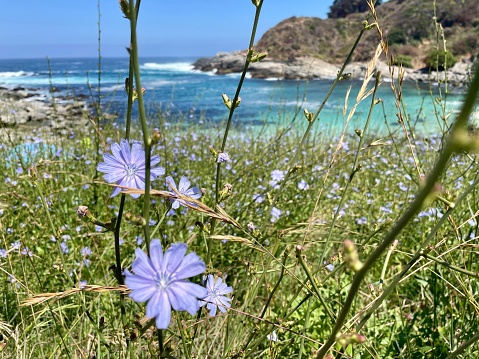 Playa las Cujas with blue flowers