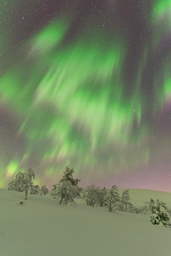Strong Northern Lights activities above the frozen wood covered with ice, Finland