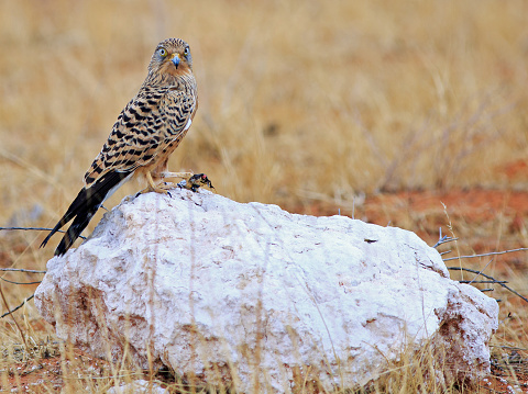 Greater Kestrel perched on a boulder with a dead snake in it's talons - looking directly into camera